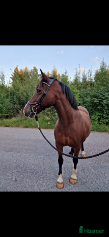hästar Svenskfödd Welsh cob i Mariestad - Annons 18