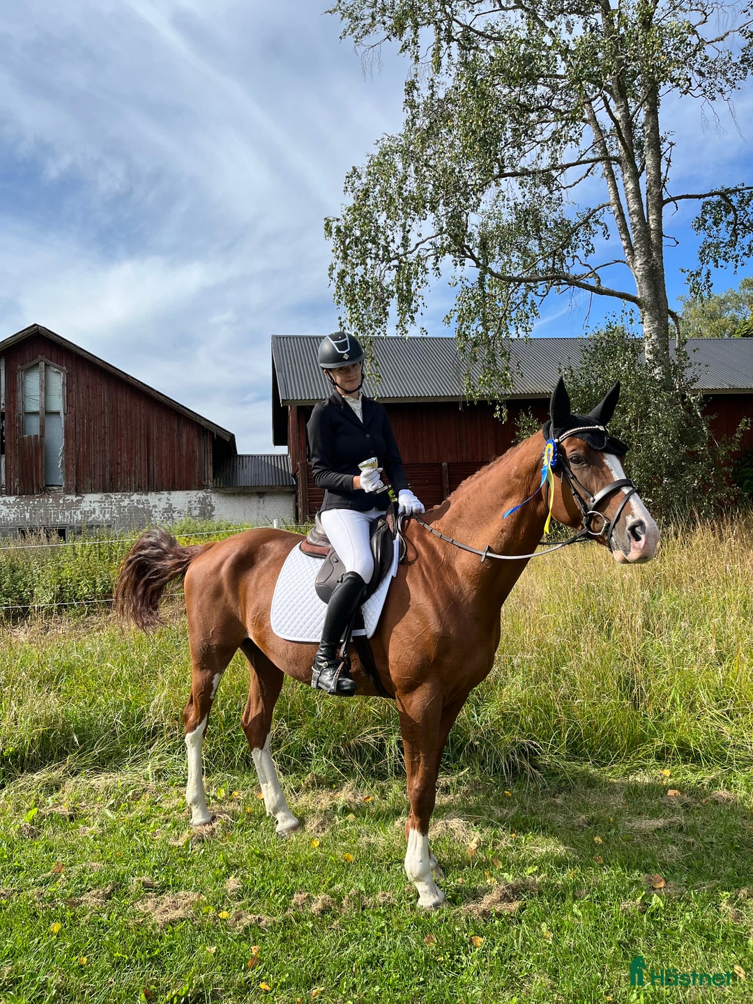 Allround hästar till salu: Sportigt sto  i Östervåla - Annons 3
