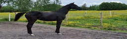 Dressyr hästar till salu: Dressyrtalang - Annons 1