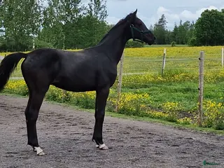 hästar Dressyrtalang - Annons 2