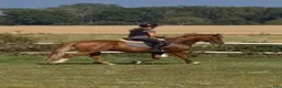  stallplats finnes: Stallplats/lösdrift i Västerhejde, Gotland - Annons 4