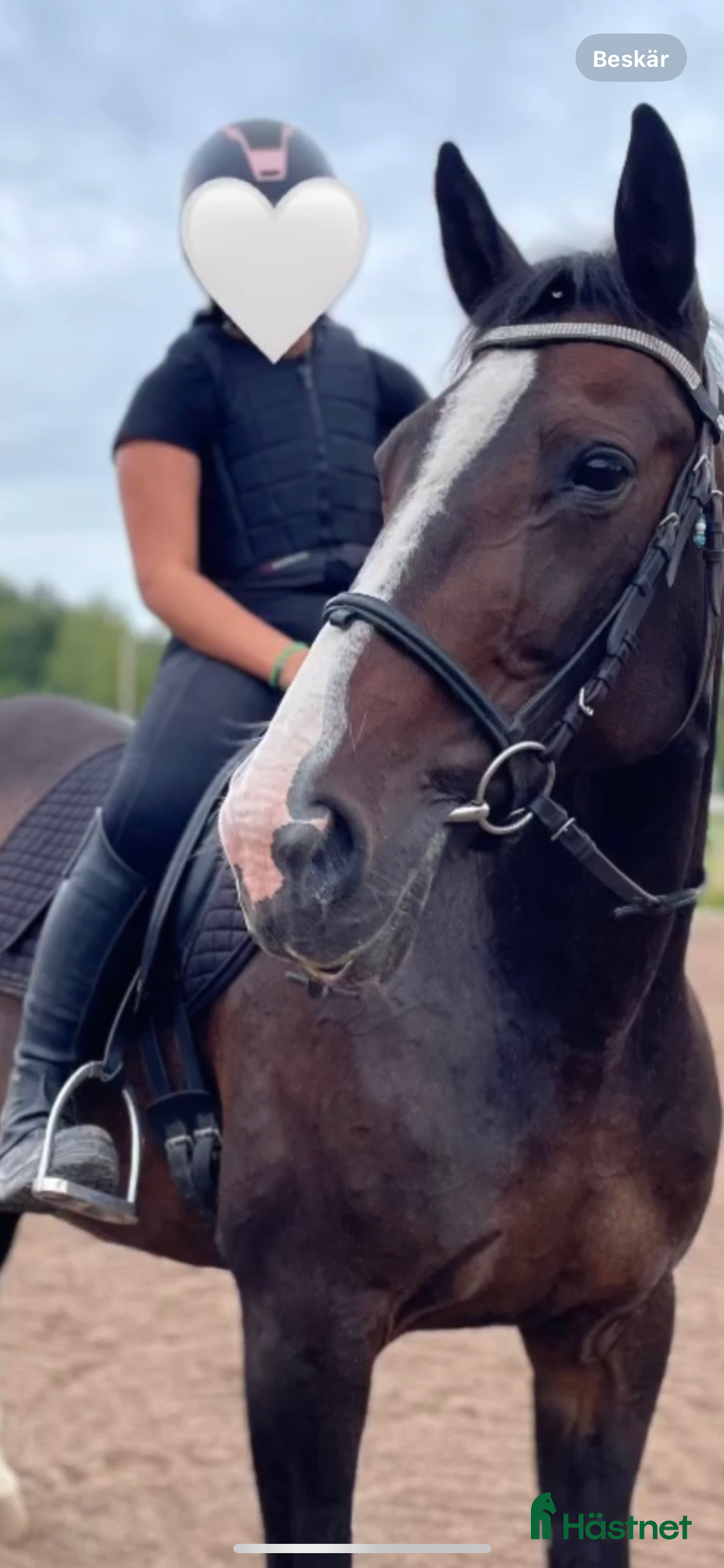  hästar The Hope ❤️ (Plopp)  - Annons 18