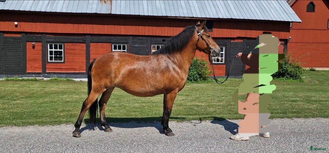 Avelshästar hästar till salu: Diplomsto till ridning/körning/avel i Stånga - Annons 3