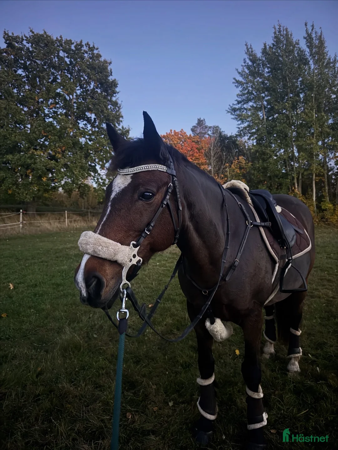 Allround hästar till salu: Snäll D-ponny söker sitt för alltid hem - Annons 2