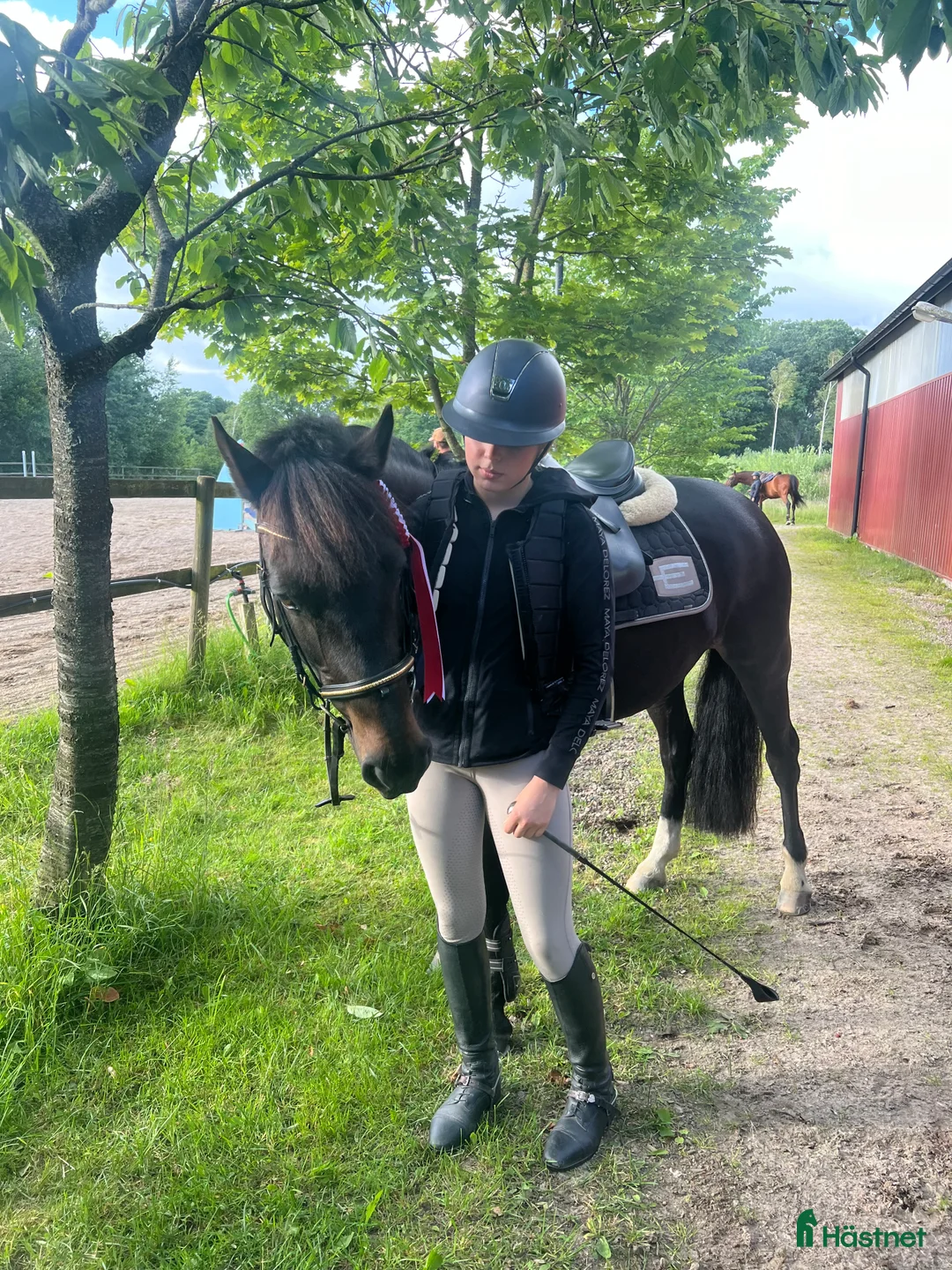 Allround hästar till salu: Fin läromästare❤️ i Vallda - Annons 1