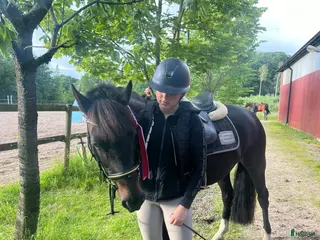 hästar Fin läromästare❤️ i Vallda - Annons 5