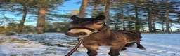 Allround hästar till salu: Trevlig allround häst - Annons 4