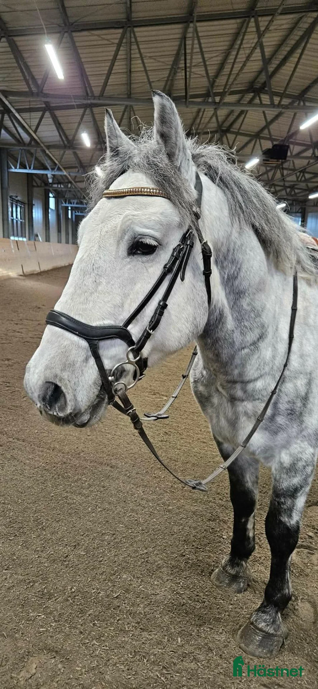 Allround hästar till salu: Mysig ponny - Annons 2