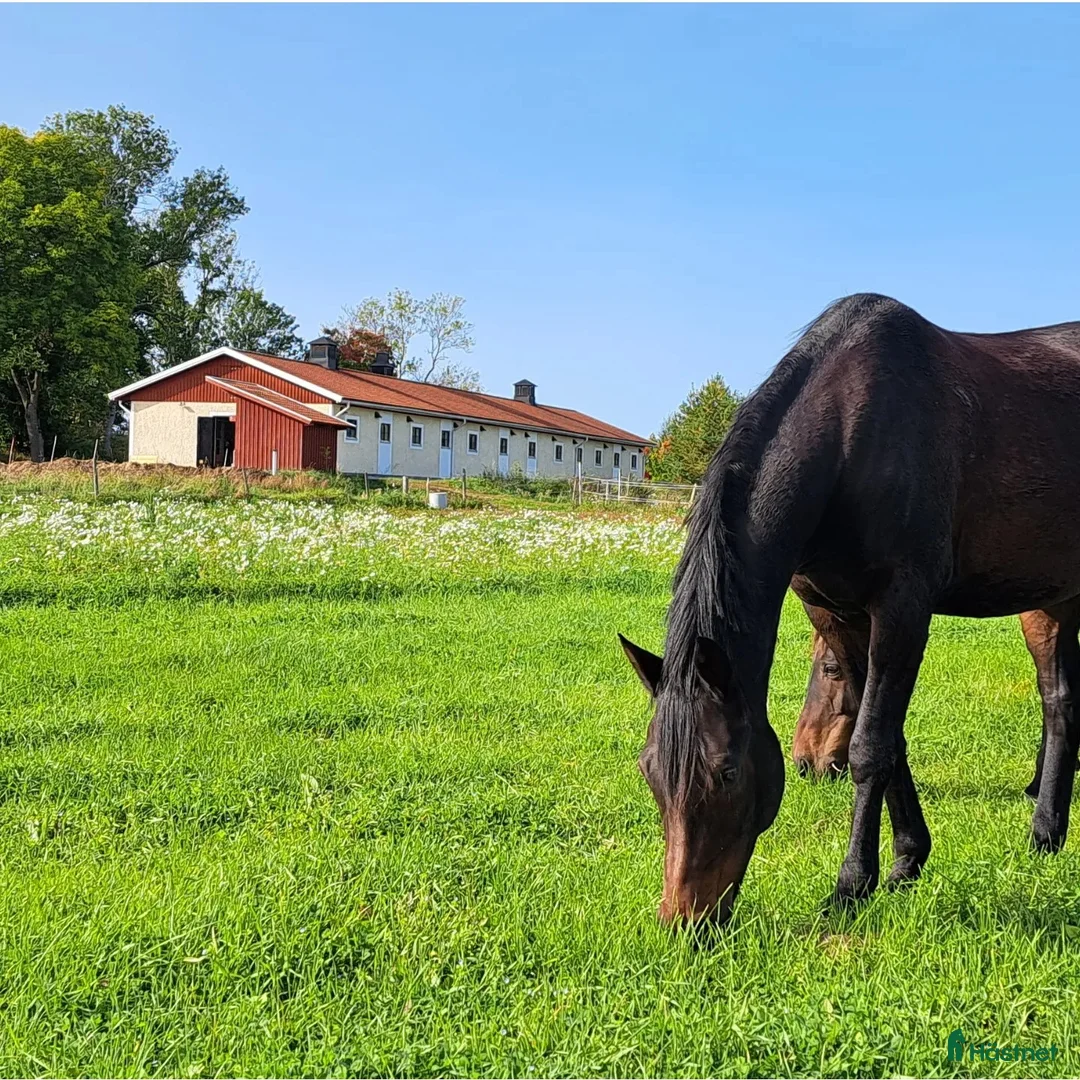  stallplats finnes: Stall Berga gård 17 km från Brommaplan - Annons 1