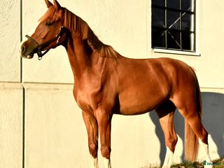 hästar Ädel valack - Annons 5