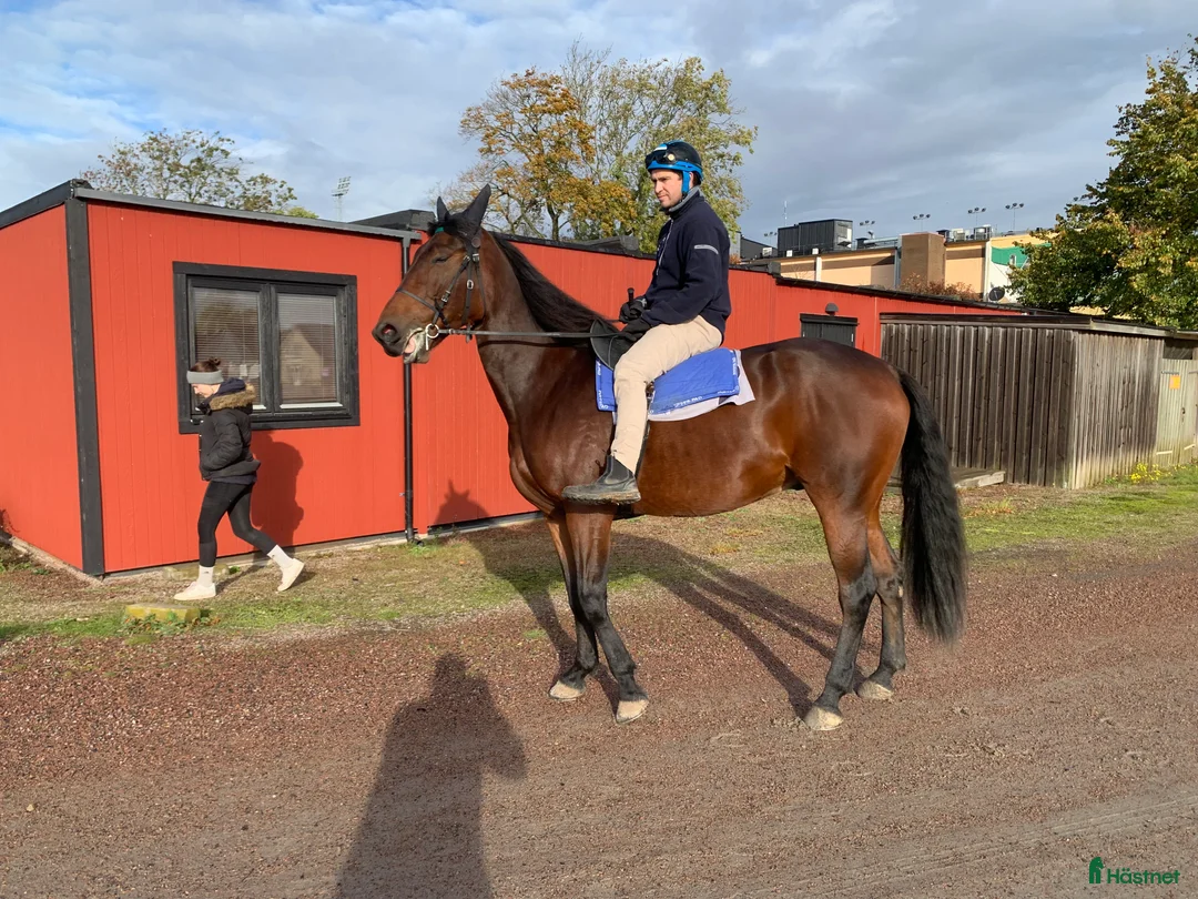 Övrigt hästar till salu: Ridtravare i Vollsjö - Annons 1