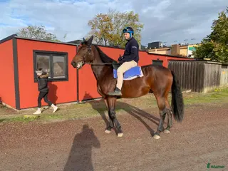 hästar Ridtravare i Vollsjö - Annons 19