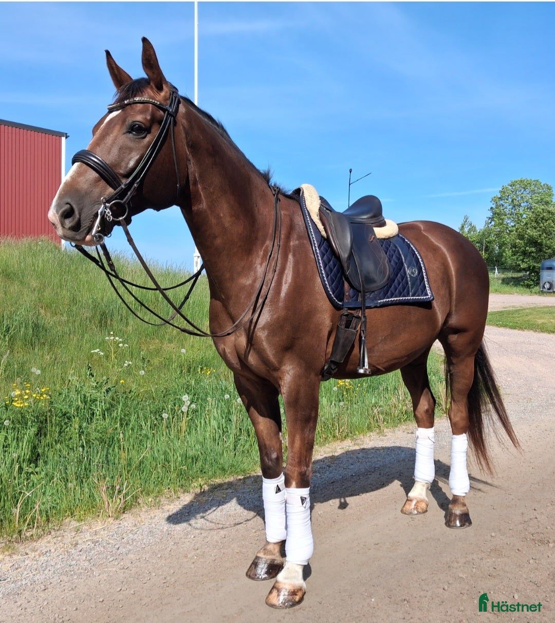  hästar Valack e.Totilas - Sir Donnerhall I - Annons 5
