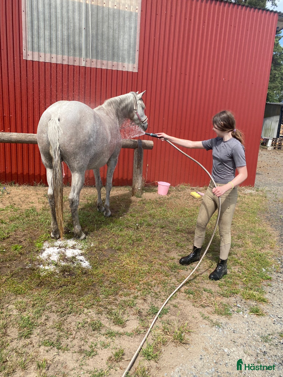Dressyr hästar till salu: SNÄLLT PRE STO TILL SALU.  i Gärds Köpinge - Bild 12