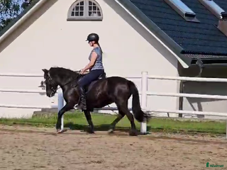 hästar Välutbildat och piggt roligt sto i Värmdö - Annons 12