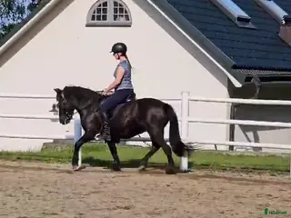 hästar Välutbildat och piggt roligt sto i Värmdö - Annons 21