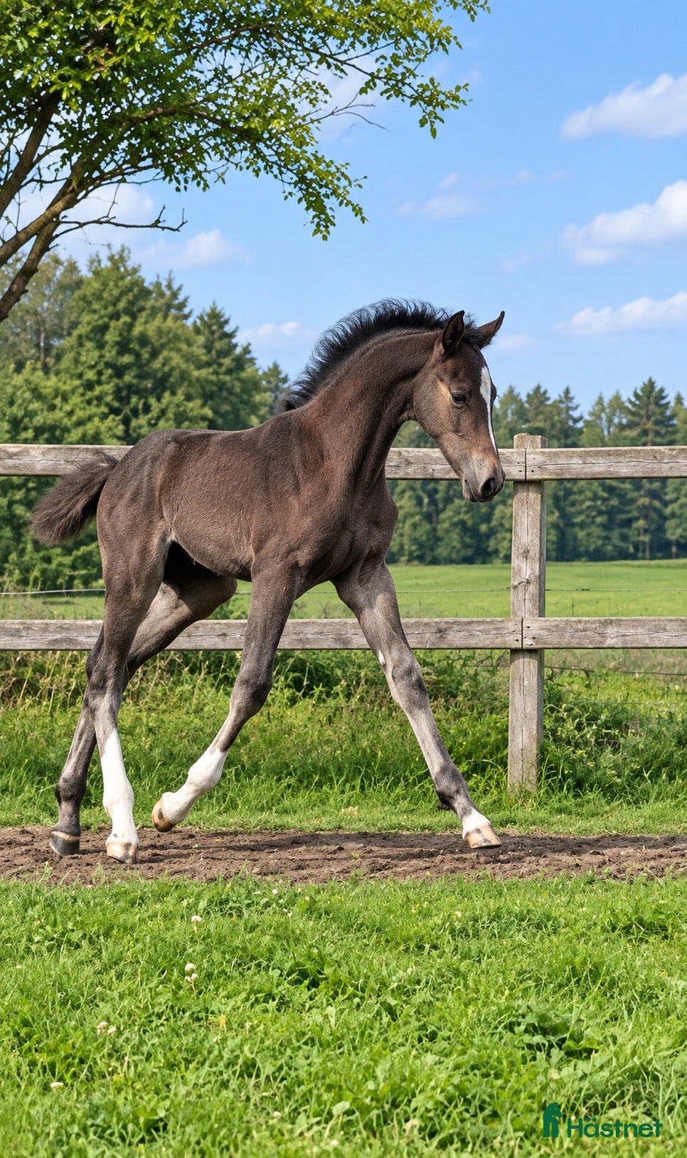  hästar 🌟🌟SWB-hingstföl (e: Caribbean Blue) 🌟 🌟 - Annons 7