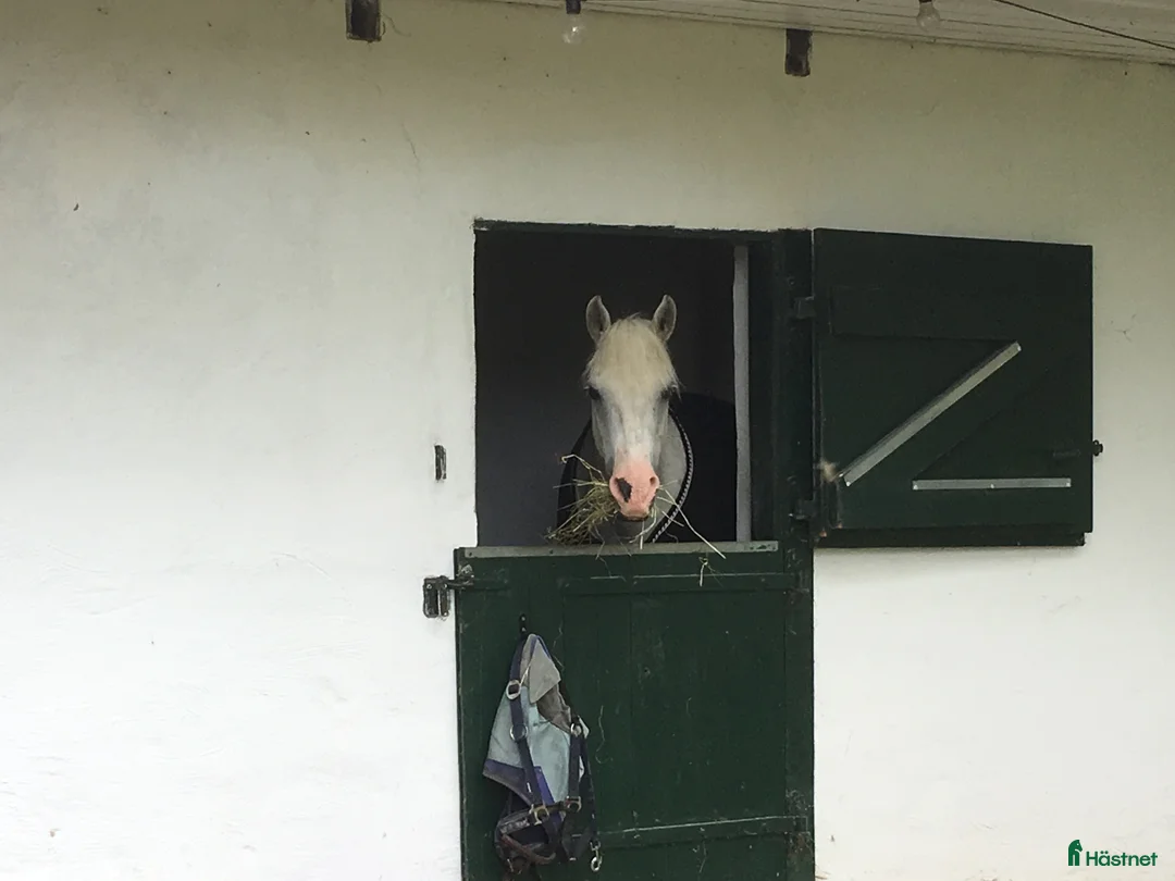 stallplats finnes: Boxplats ponny / islandshäst i Vellinge - Annons 1