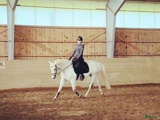 hästar Fint D-ponny sto i Järna - Annons 16