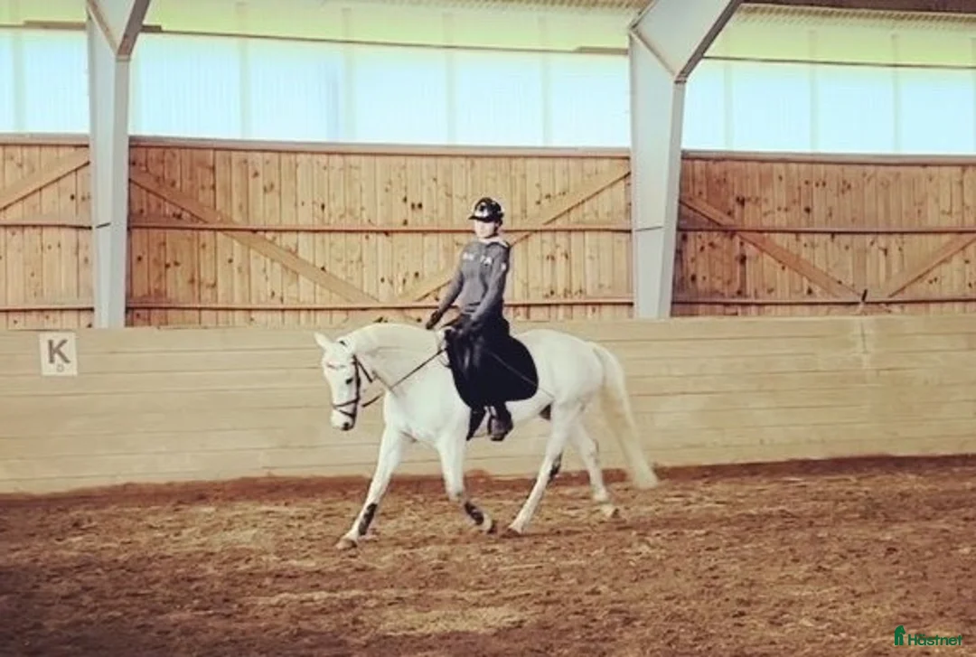 Allround hästar till salu: Fint D-ponny sto i Järna - Annons 1