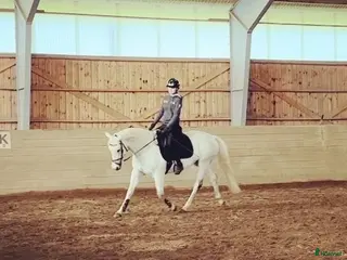 Allround hästar till salu: Fint D-ponny sto i Järna - Annons 2