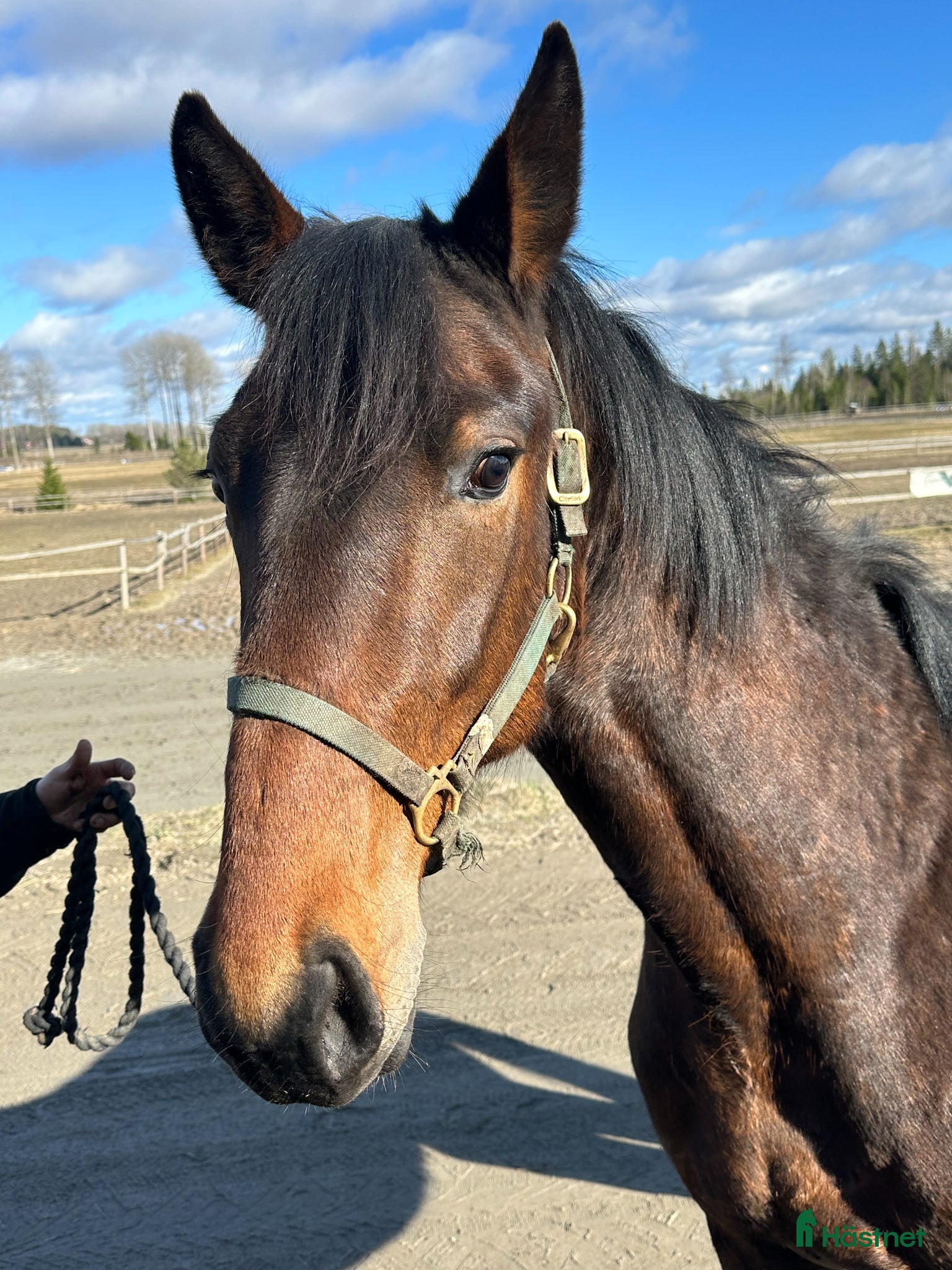  hästar Fin ej igångsatt tvååring säljes - Annons 2