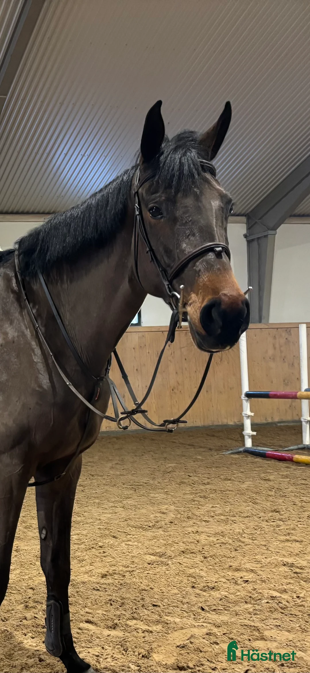 Hoppning hästar till salu: Trevligt sto att utbilda vidare! Pris diskuterbart - Annons 2