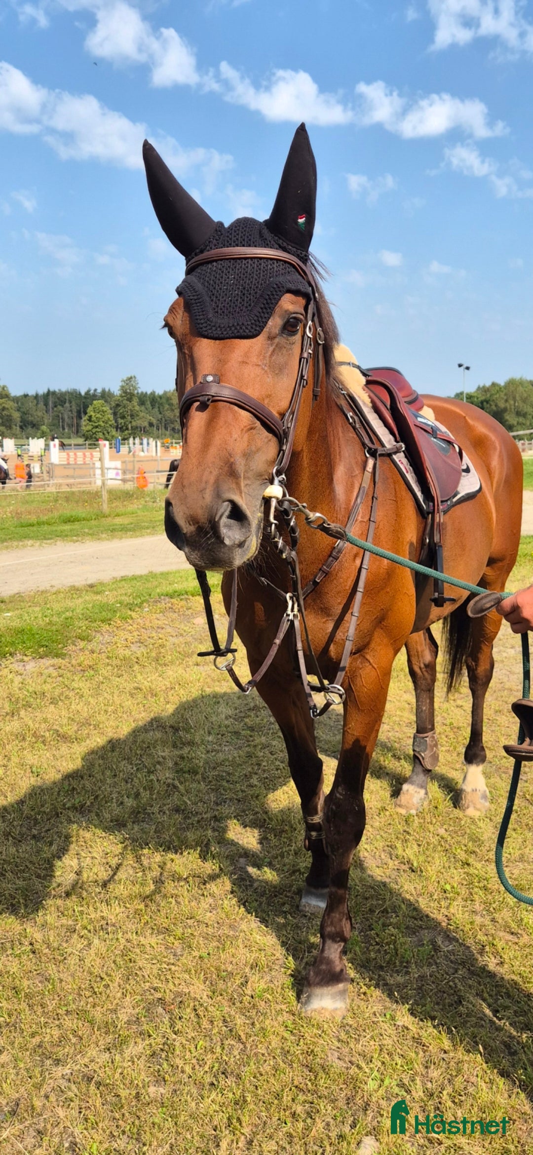  hästar Vänligt sto söker ny bästavän  i Hamneda - Annons 5