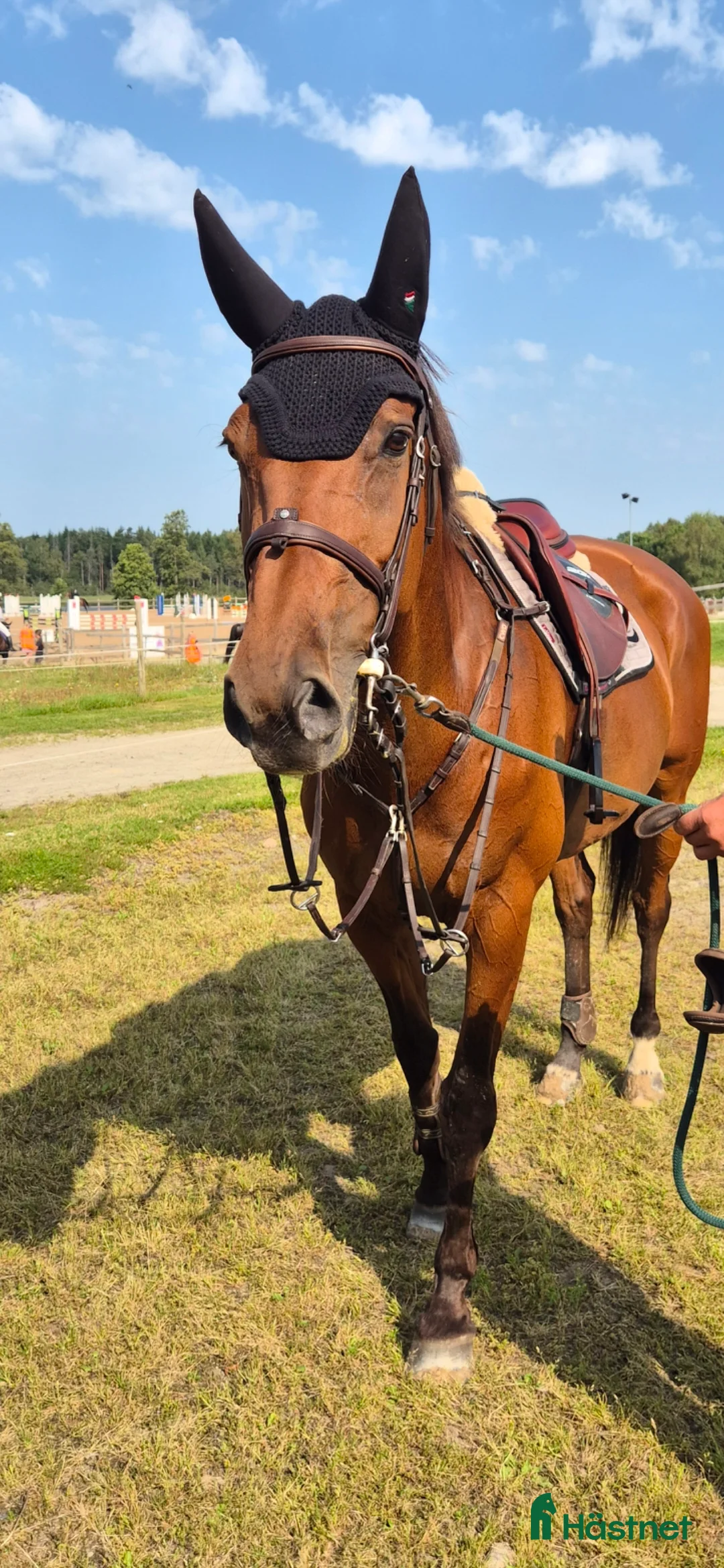 Hoppning hästar till salu: Vänligt sto söker ny bästavän  i Hamneda - Annons 1
