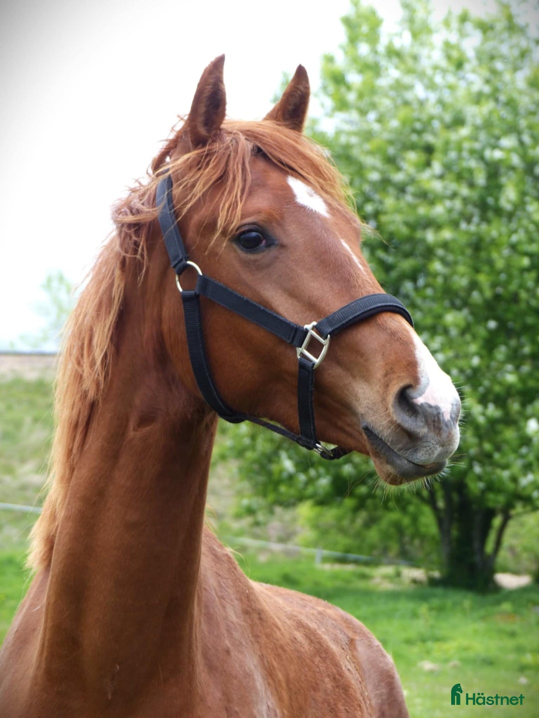 Dressyr hästar till salu: Lovande framtida dressyrämne i Sunne - Annons 1