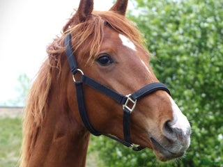 hästar Lovande framtida dressyrämne i Sunne - Annons 5