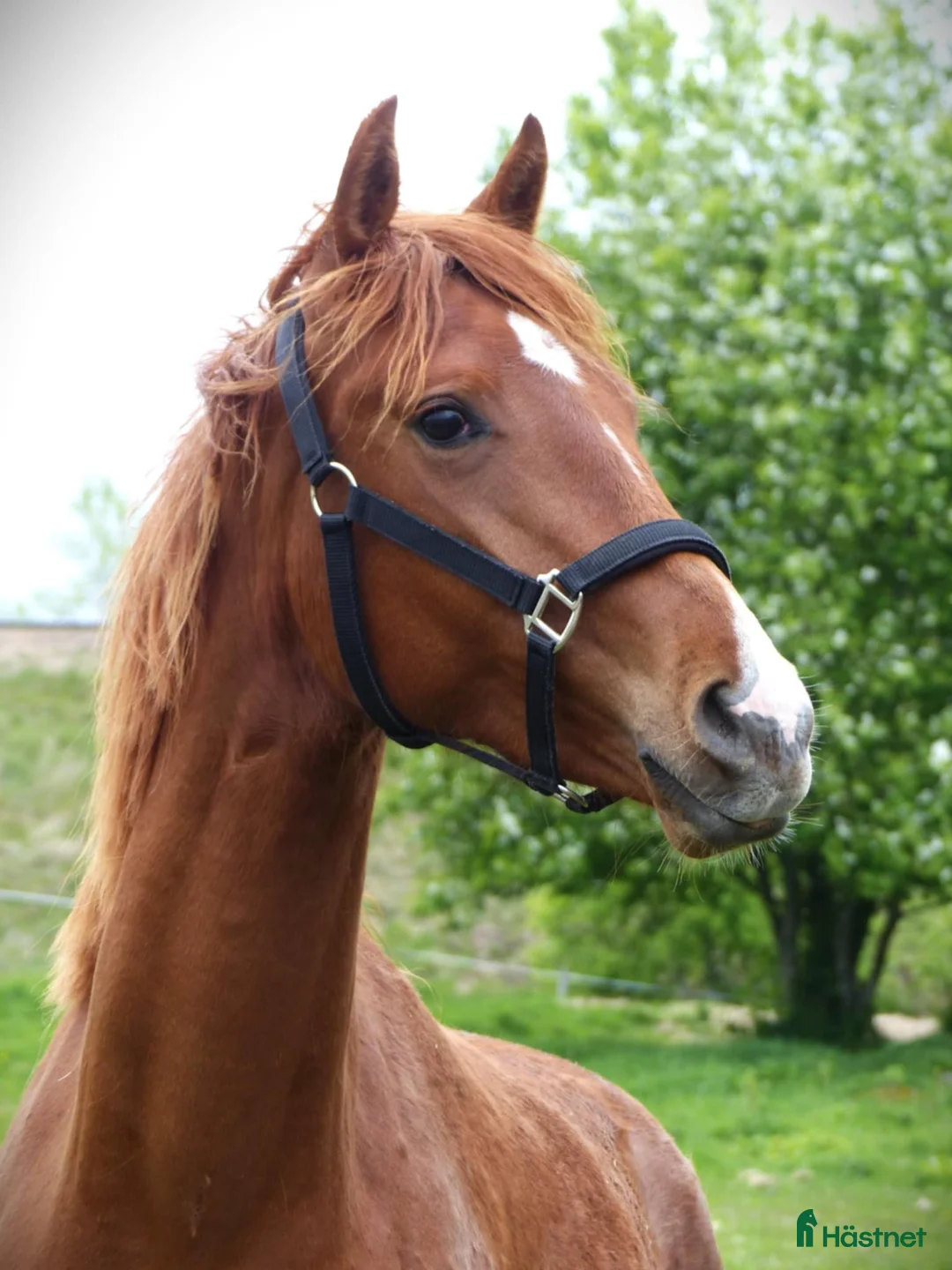 Dressyr hästar till salu: Lovande framtida dressyrämne i Sunne - Annons 1