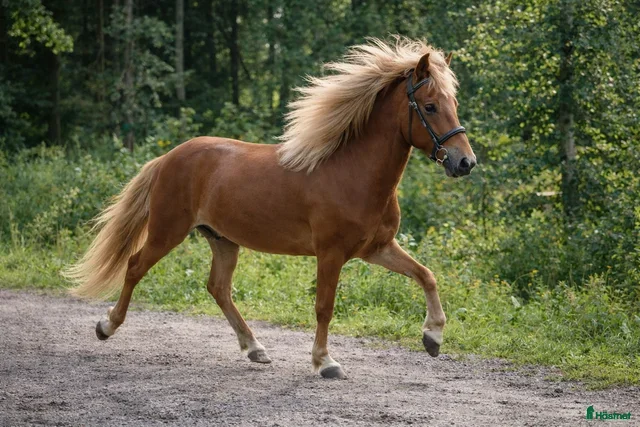  hästar Fantastiskt familje häst alla kan rida - Annons 2