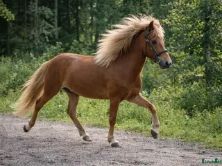 hästar Fantastiskt familje häst alla kan rida - Annons 2