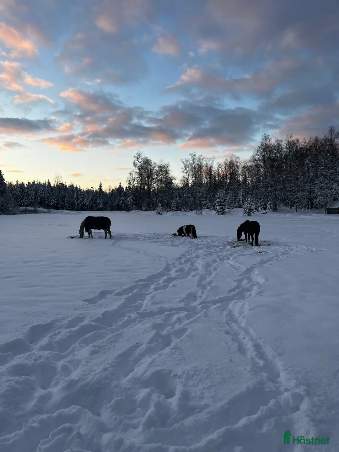 Allround hästar sökes: Häst sökes i Färgelanda - Annons 1