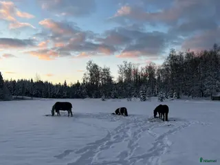 hästar Häst sökes i Färgelanda - Annons 19