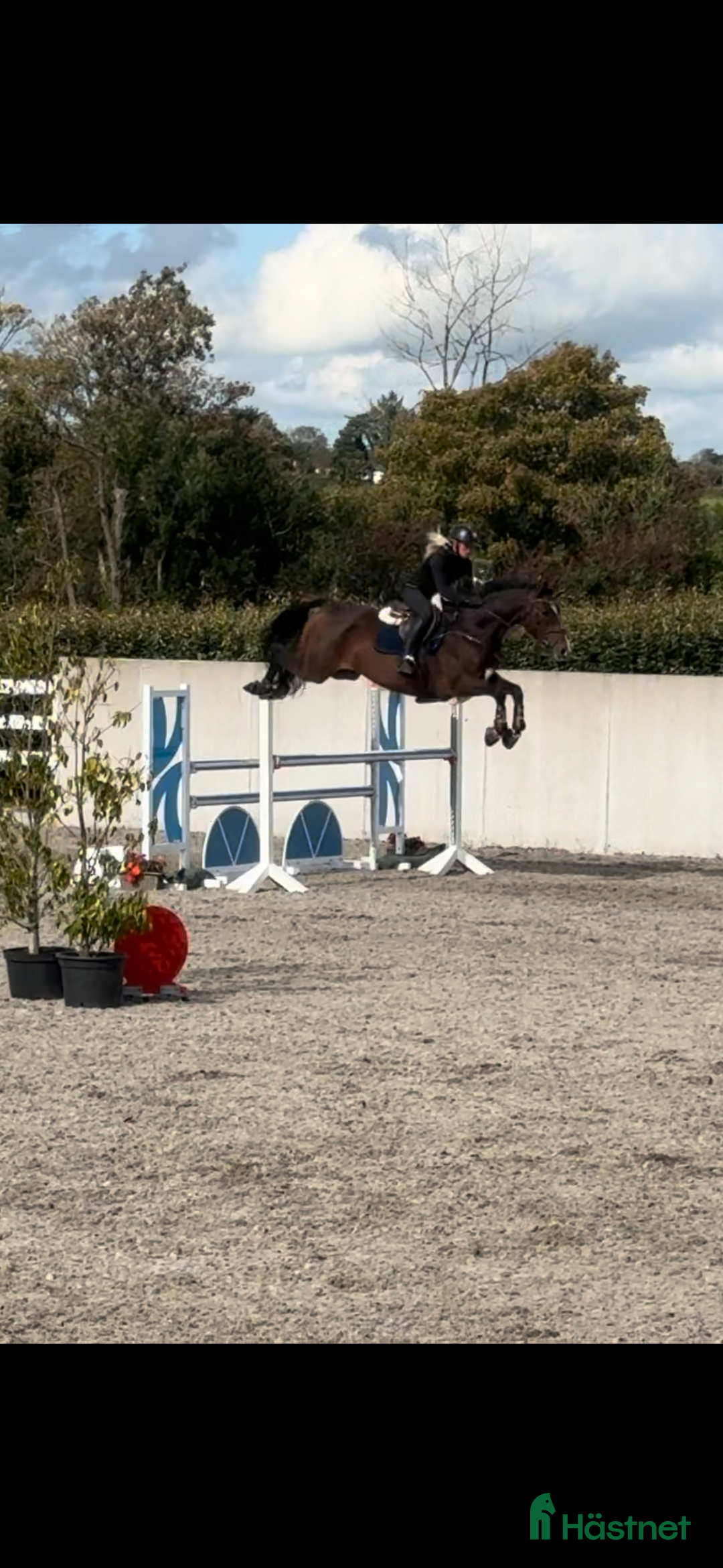 Allround hästar till salu: Världens bästa Gerry!  i Finspång - Annons 3