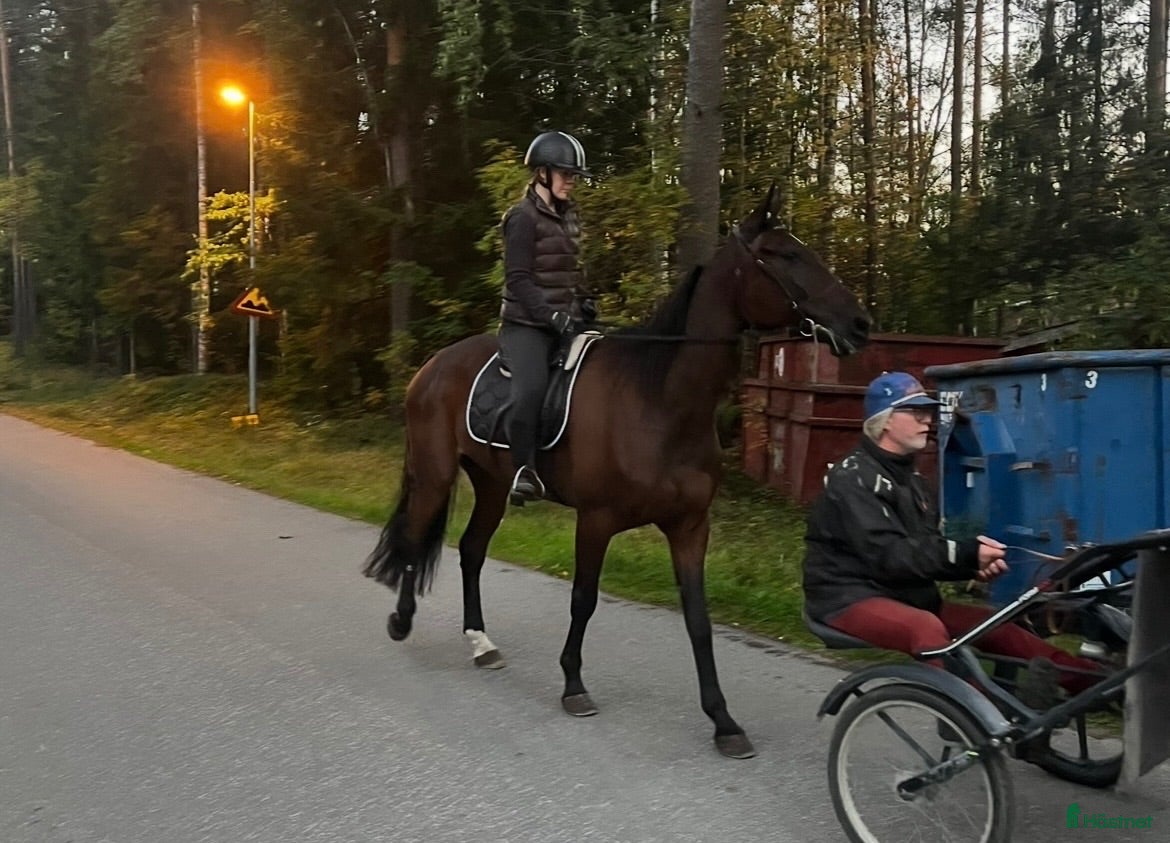  hästar Ridhäst - Annons 2