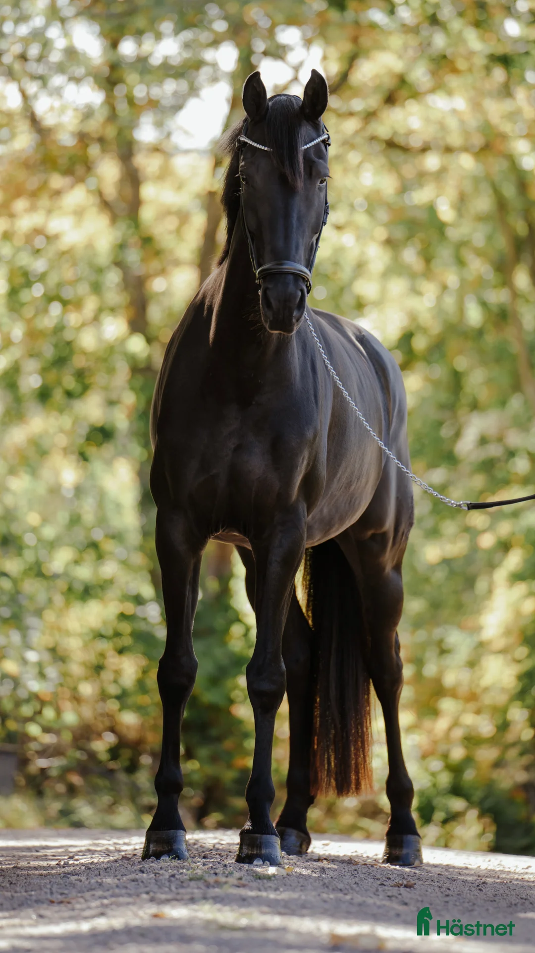 Dressyr hästar till salu: Vackert sto i Tranås - Annons 1