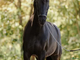 hästar Vackert sto i Tranås - Annons 10