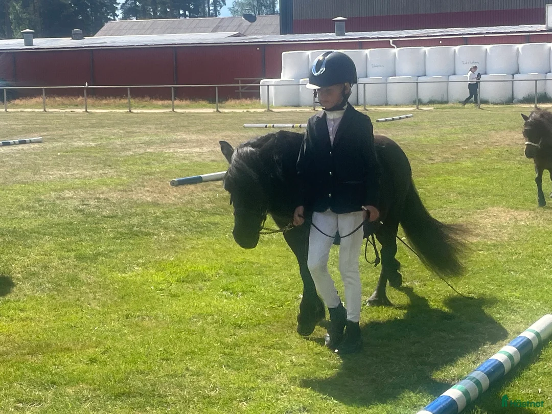 Allround hästar till salu: Barnens bästa vän i Trelleborg - Annons 12