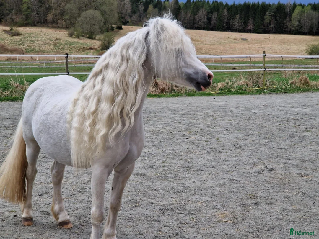 Allround hästar till salu: Rar welsh mountainkille i Stenkullen - Annons 7