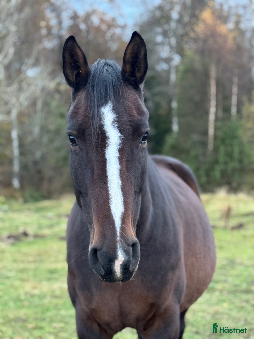 Avelshästar hästar till salu: Avelssto säljes!  i Kyrkhult - Annons 1