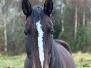hästar Avelssto säljes! - Annons 16