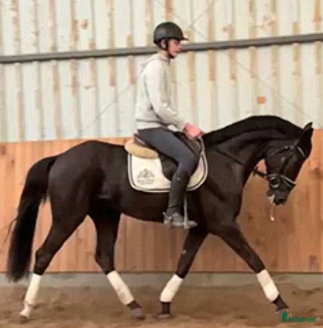 Allround hästar till salu: Top prospect you are looking for-dressage/jumping i Örsundsbro - Annons 2