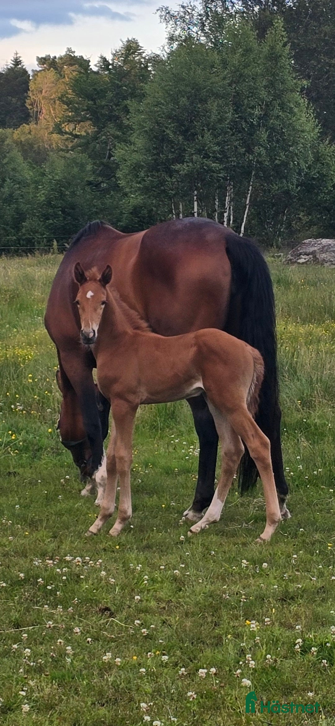 Dressyr hästar till salu: Passa på!! Dressyr löfte med högt meriterad stam! i Veddige - Annons 6