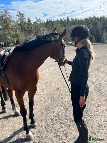 hästjobb i Vallentuna - Annons 13