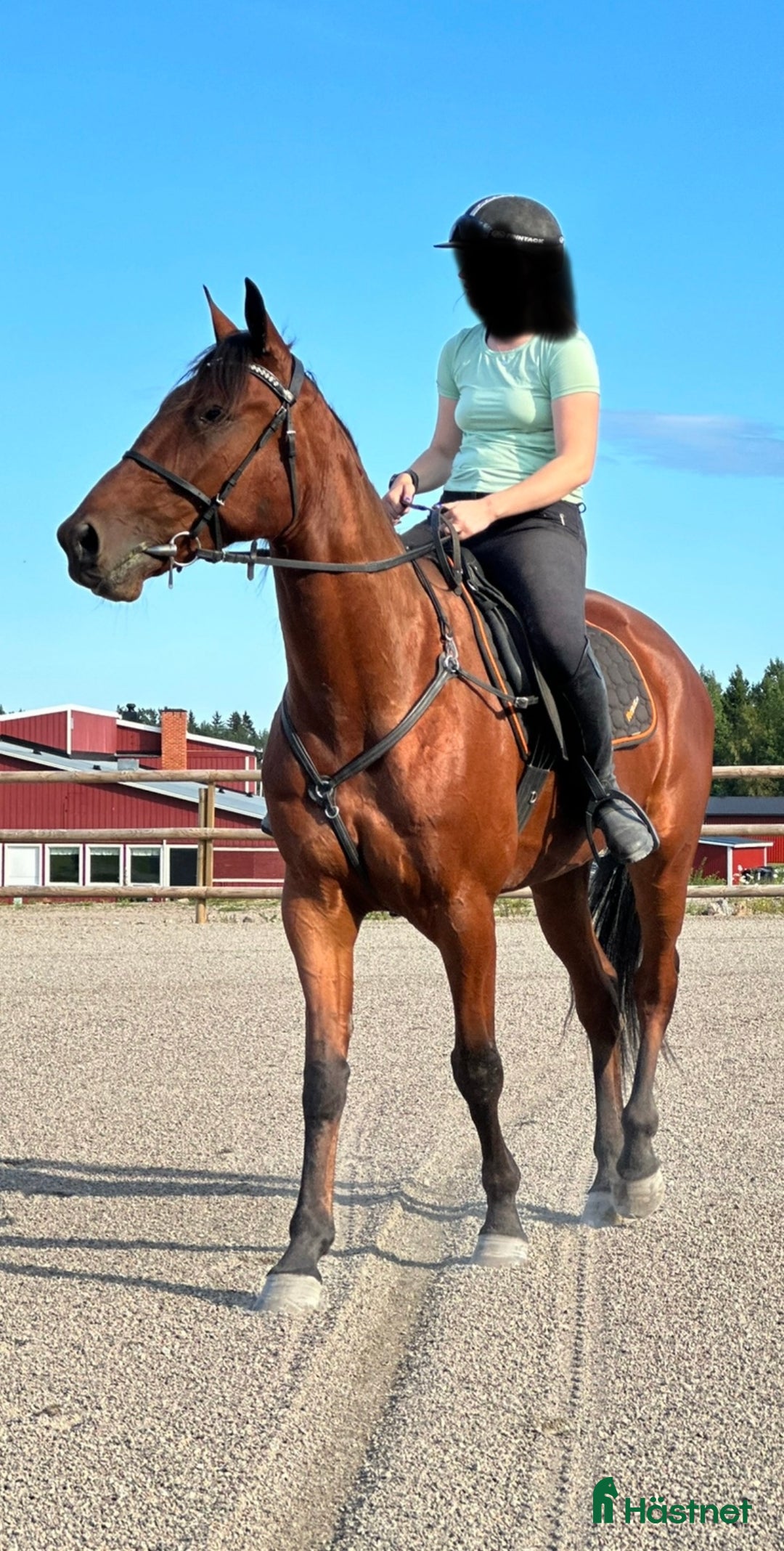 Allround hästar till salu: Snäll valack i Hudiksvall - Annons 4