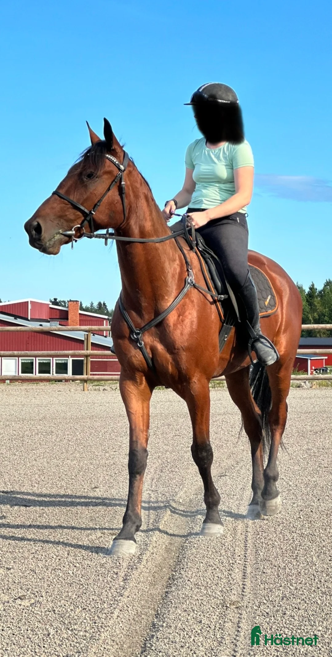 Allround hästar till salu: Snäll valack i Hudiksvall - Annons 4