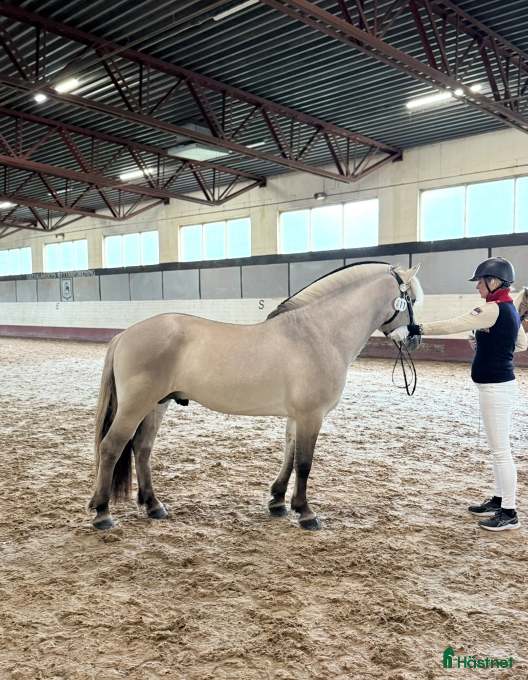 Allround hästar till salu: Unik 3 års hingst (kan bli valack) i Genarp - Annons 4